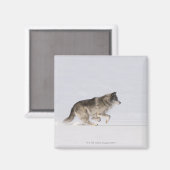 Wolf läuft im Schnee 2 Magnet (Vorderseite/Rückseite)