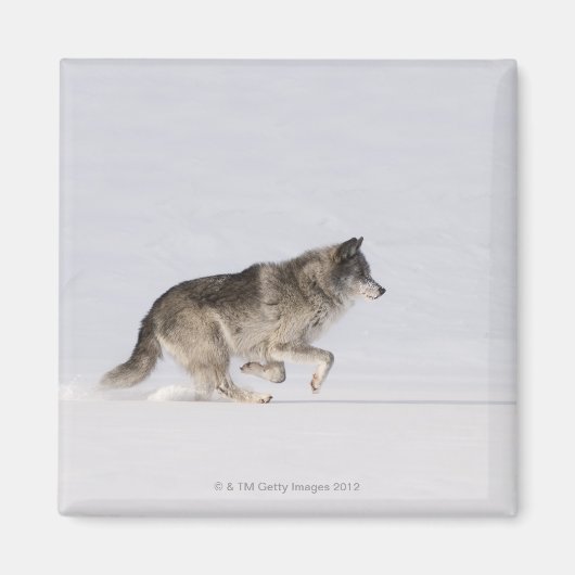 Wolf läuft im Schnee 2 Magnet (Vorne)