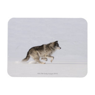 Wolf läuft im Schnee 2 Magnet
