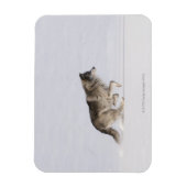 Wolf läuft im Schnee 2 Magnet (Vertikal)