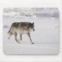 Wolf läuft im Schnee