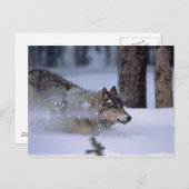 Wolf läuft im Schnee Postkarte (Vorne/Hinten)