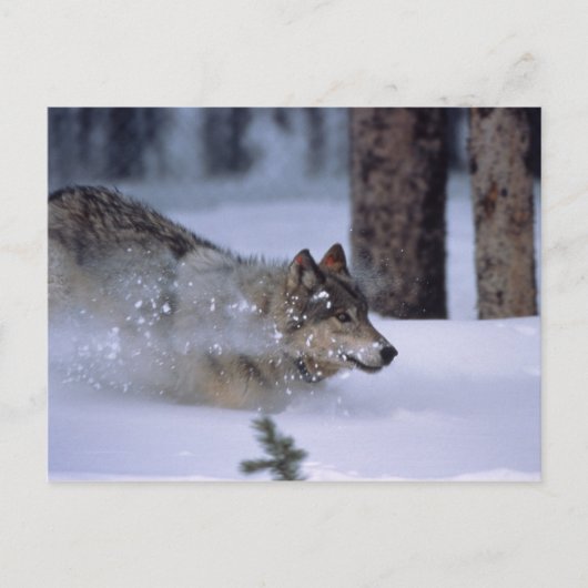 Wolf läuft im Schnee Postkarte (Vorderseite)