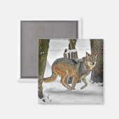 Wolf läuft im Schneemagnet Magnet (Vorderseite/Rückseite)