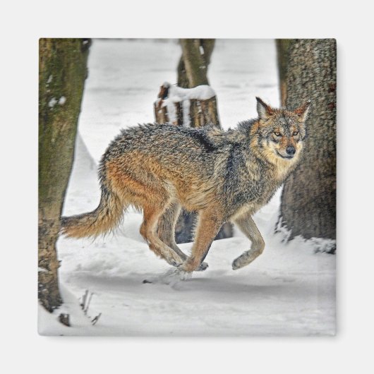 Wolf läuft im Schneemagnet Magnet (Vorne)