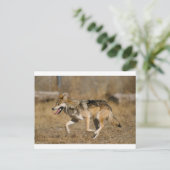 Wolf läuft postkarte (Stehend Vorderseite)