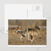 Wolf läuft postkarte (Vorne/Hinten)
