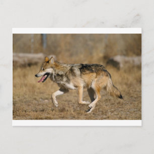 Wolf läuft postkarte