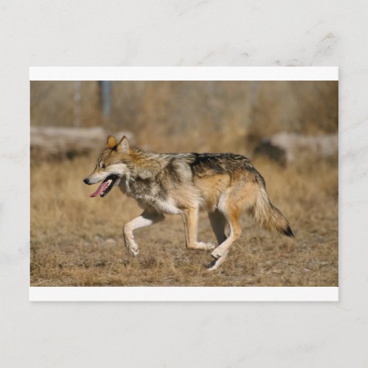 Wolf läuft postkarte (Vorderseite)