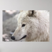 Wolf Liebhaber Kunst Poster (Vorne)