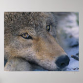 Wolf Liebhaber Kunst Poster (Vorne)