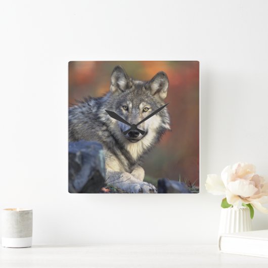 Wolf Liebhaber Kunst Quadratische Wanduhr (Zuhause)