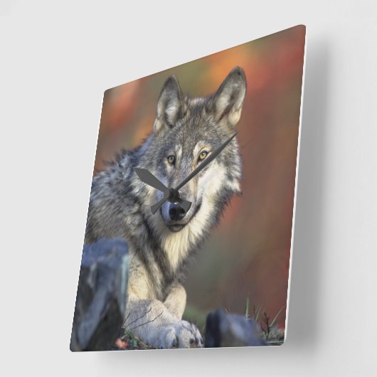 Wolf Liebhaber Kunst Quadratische Wanduhr (Winkel)