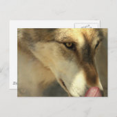 Wolf Lunch Postcard Postkarte (Vorne/Hinten)