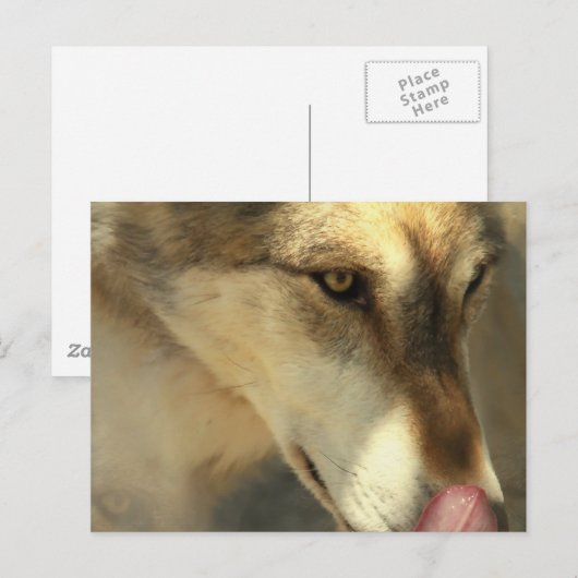 Wolf Lunch Postcard Postkarte (Vorne/Hinten)