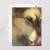 Wolf Lunch Postcard Postkarte (Vorne/Hinten)