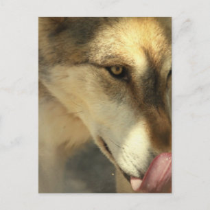 Wolf Lunch Postcard Postkarte