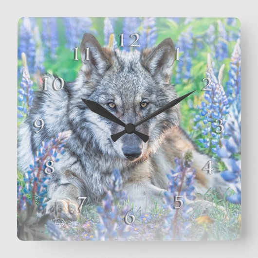WOLF LUPINE BLUME SPRINGTIME QUADRATISCHE WANDUHR (Vorderseite)
