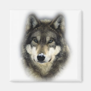 Wolf Magnet