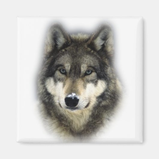 Wolf Magnet (Vorne)