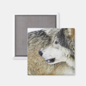 Wolf Magnet (Vorderseite/Rückseite)