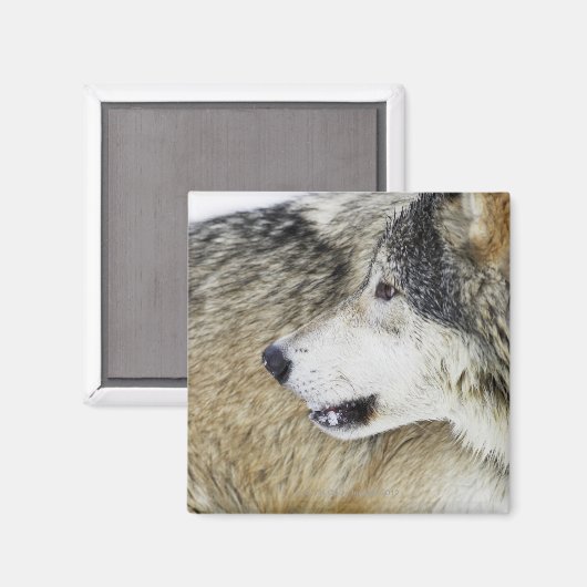 Wolf Magnet (Vorderseite/Rückseite)