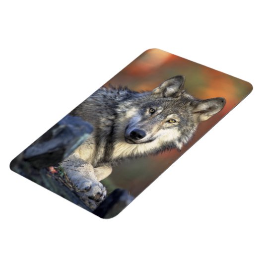 Wolf Magnet (Linke Seite)