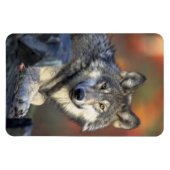Wolf Magnet (Horizontal)