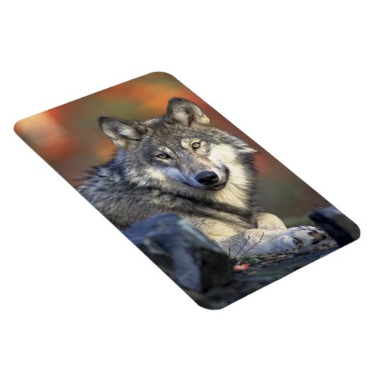 Wolf Magnet (Rechte Seite)