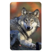 Wolf Magnet (Vertikal)