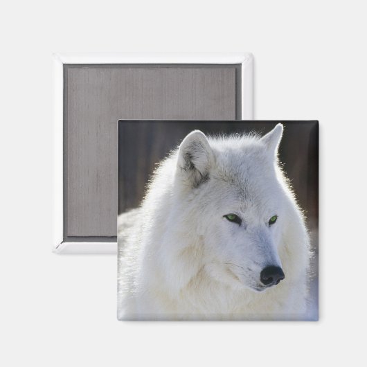 Wolf Magnet (Vorderseite/Rückseite)