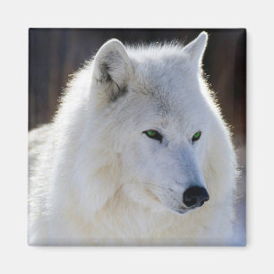 Wolf Magnet