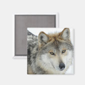 Wolf Magnet (Vorderseite/Rückseite)