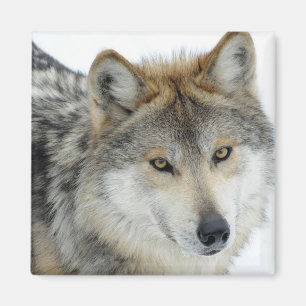 Wolf Magnet