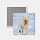 Wolf Magnet (Vorderseite/Rückseite)