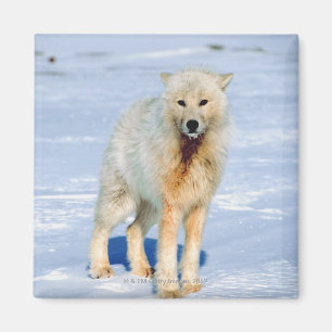 Wolf Magnet