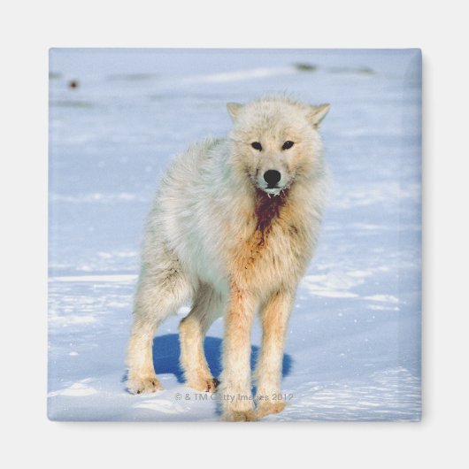 Wolf Magnet (Vorne)