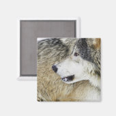 Wolf Magnet (Vorderseite/Rückseite)