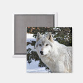 Wolf Magnet (Vorderseite/Rückseite)