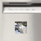 Wolf Magnet (In Situ (Geschirrspüler))