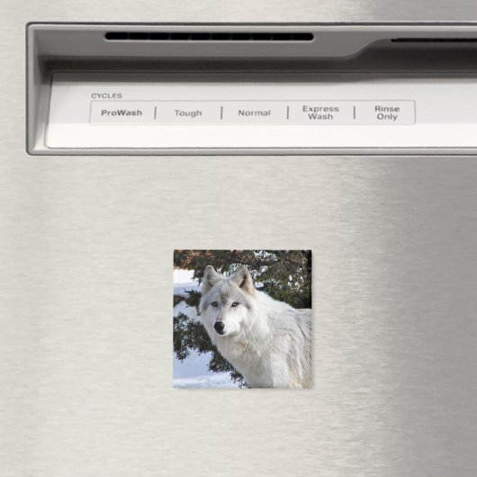 Wolf Magnet (In Situ (Geschirrspüler))