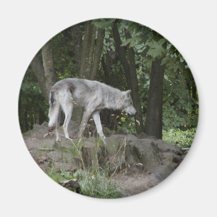 Wolf-Magnet Magnet