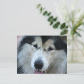 Wolf Malamute Picture Postcard Postkarte (Stehend Vorderseite)