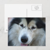 Wolf Malamute Picture Postcard Postkarte (Vorne/Hinten)