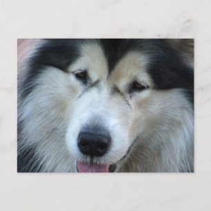 Wolf Malamute Picture Postcard Postkarte