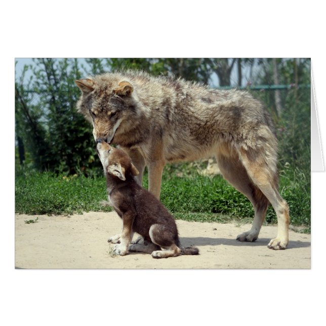 Wolf mit Welpen (Vorderseite (Horizontal))