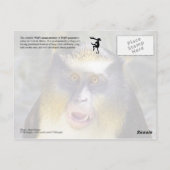 Wolf-Mona (Guenon)-Affe Postkarte (Rückseite)