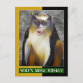 Wolf-Mona (Guenon)-Affe Postkarte (Vorderseite)