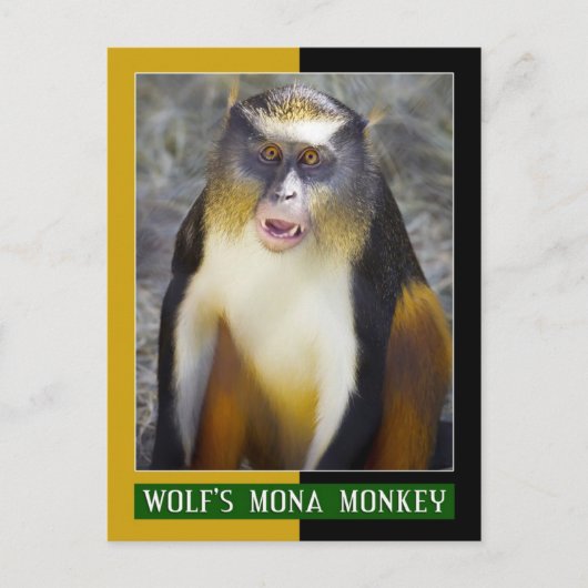 Wolf-Mona (Guenon)-Affe Postkarte (Vorderseite)