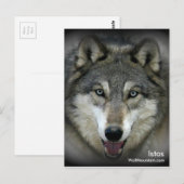 Wolf Mountain Sanctuary - Istas Post Card Postkarte (Vorne/Hinten)